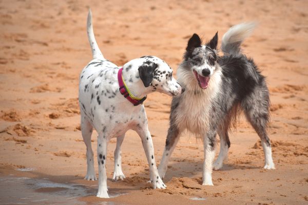 Dogs playing together