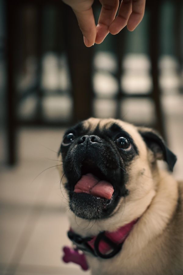 A dog being offered a treat during training