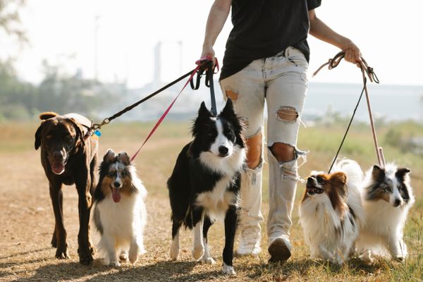 A dog on a lead out for a walk
