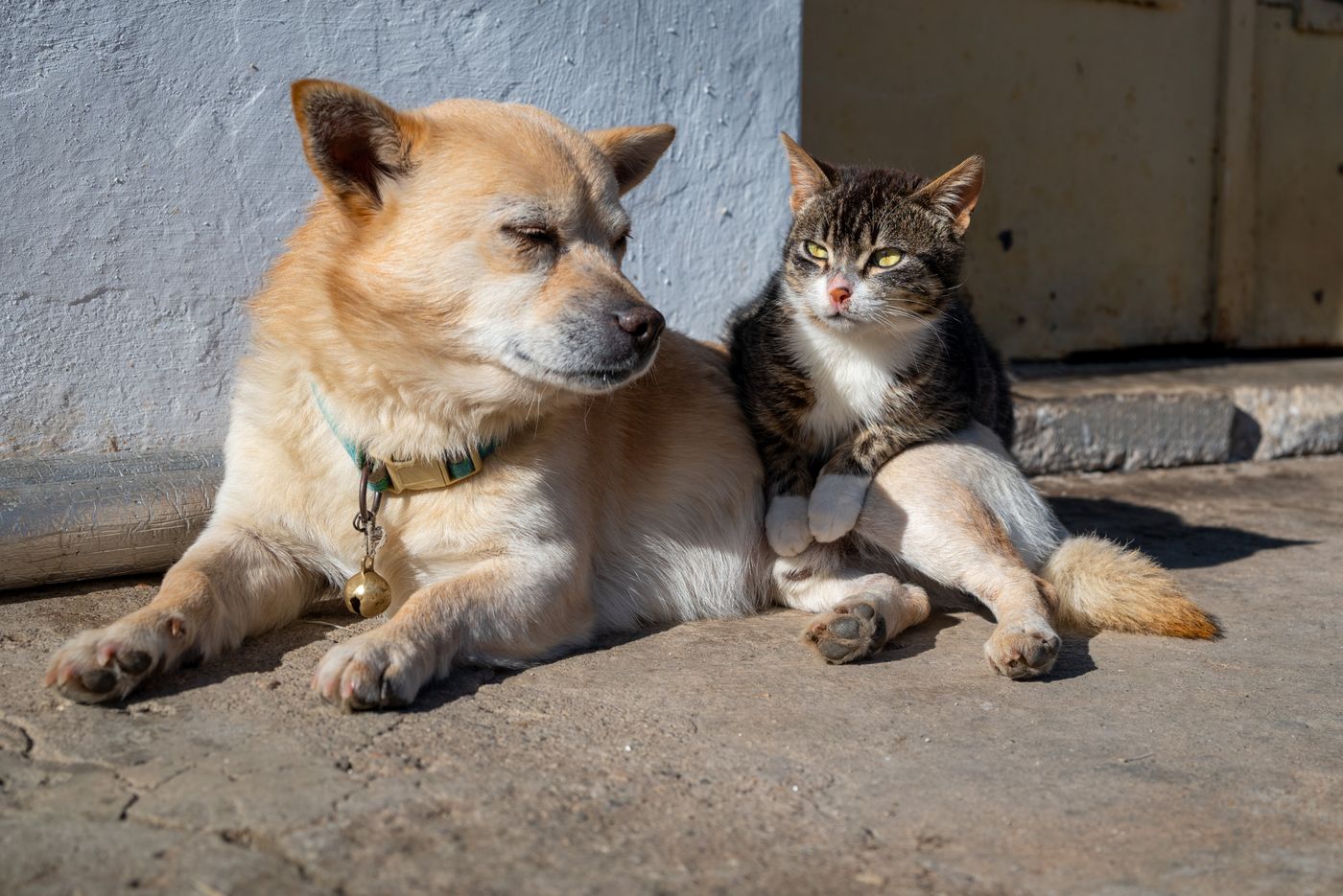 A dog and a cat resting together