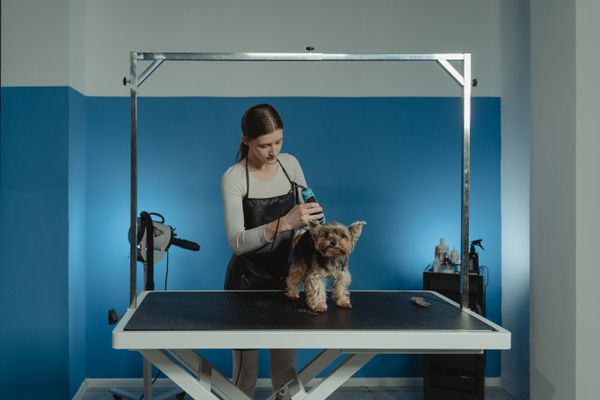 A dog being groomed
