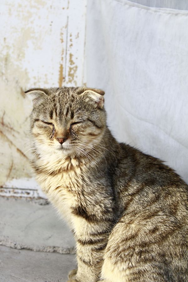 A relaxed pet at home with a sitter